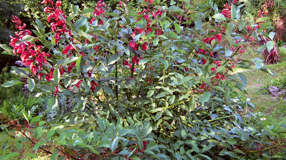 PHOTO : FLEURS DU SUD
