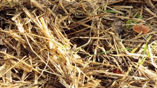 L'Arexhor Pays de la Loire dressera un bilan du paillage des parcelles de pleine terre avec de la paille. L'Arexhor Pays de la Loire dressera un bilan du paillage des parcelles de pleine terre avec de la paille.