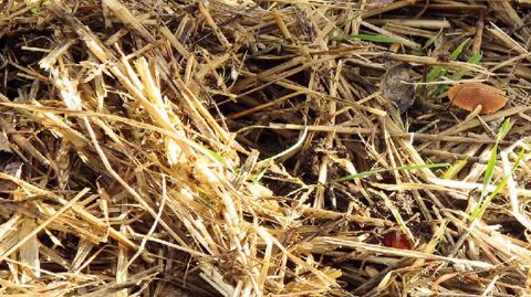 L'Arexhor Pays de la Loire dressera un bilan du paillage des parcelles de pleine terre avec de la paille.