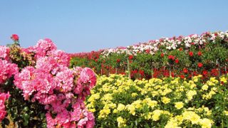 Le bassin douessin est leader en France, avec 60 % de la production de plants de rosiers, 7,5 millions de rosiers cultivés par an et 250 emplois en équivalents temps plein (ETP).PHOTO : JEAN-FRANÇOIS CORBIN, CHAMBRE D'AGRICULTURE DU MAINE-ET-LOIRE Le bassin douessin est leader en France, avec 60 % de la production de plants de rosiers, 7,5 millions de rosiers cultivés par an et 250 emplois en équivalents temps plein (ETP).PHOTO : JEAN-FRANÇOIS CORBIN, CHAMBRE D'AGRICULTURE DU MAINE-ET-LOIRE