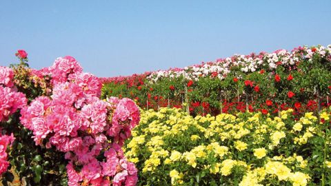 Le bassin douessin est leader en France, avec 60 % de la production de plants de rosiers, 7,5 millions de rosiers cultivés par an et 250 emplois en équivalents temps plein (ETP).PHOTO : JEAN-FRANÇOIS CORBIN, CHAMBRE D'AGRICULTURE DU MAINE-ET-LOIRE
