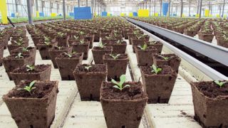 Les supports de culture avec matières organiques végétales prépondérantes peuvent prétendre au taux de 10 %. Les supports de culture avec matières organiques végétales prépondérantes peuvent prétendre au taux de 10 %.