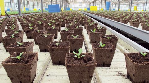 Les supports de culture avec matières organiques végétales prépondérantes peuvent prétendre au taux de 10 %.