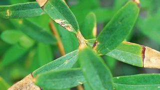 Polygala myrtifolia infecté par Xylella fastidiosa subsp. multiplex dans le maquis d'Ajaccio, en Corse.PHOTO : JÉROME JULLIEN