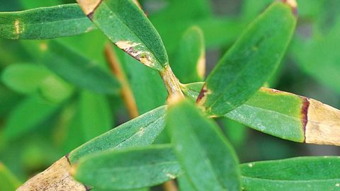 Polygala myrtifolia infecté par Xylella fastidiosa subsp. multiplex dans le maquis d'Ajaccio, en Corse.PHOTO : JÉROME JULLIEN