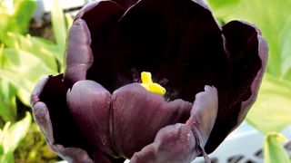 PHOTO : LYCÉE DU MENÉ PHOTO : LYCÉE DU MENÉ