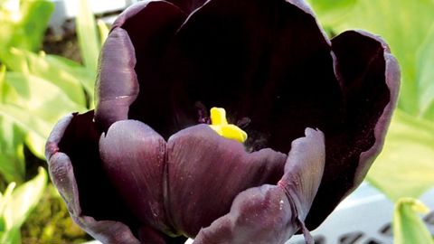 PHOTO : LYCÉE DU MENÉ