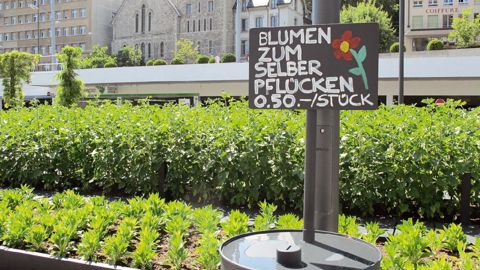 Place de la Riponne, des fleurs (pas encore ouvertes sur notre photo) sont proposées à la cueillette en libre-service... en échange d'une obole qu'il convient à chacun d'estimer.