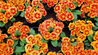 PHOTO : RAES - SAULAIS PHOTO : RAES - SAULAIS