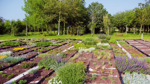 Les essais du Critt Arrdhor, à Rochefort-sur-Mer (17), permettent de tester de nouvelles espèces de plantes pour les toitures végétalisées. La diversification de la gamme végétale reste un sujet majeur.
