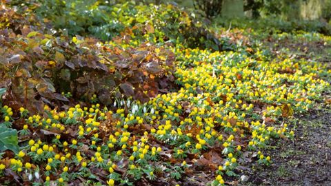 Eranthis en fleur, l'une des espèces privilégiées dans la gamme The Natural, composée d'espèces types destinées à se développer dans les espaces extensifs, sous-bois, lisières arbustives...PHOTO : VERVER