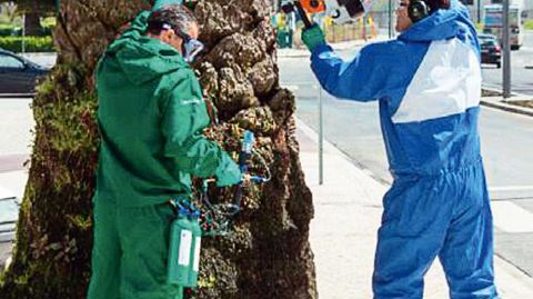 Selon l'Agence nationale de sécurité sanitaire de l'alimentation, de l'environnement et du travail (avis 2012), « le mode d'application par injection dans le stipe du palmier rend négligeable l'exposition des personnes et celle des pollinisateurs ».PHOTO : SYNGENTA FRANCE SAS