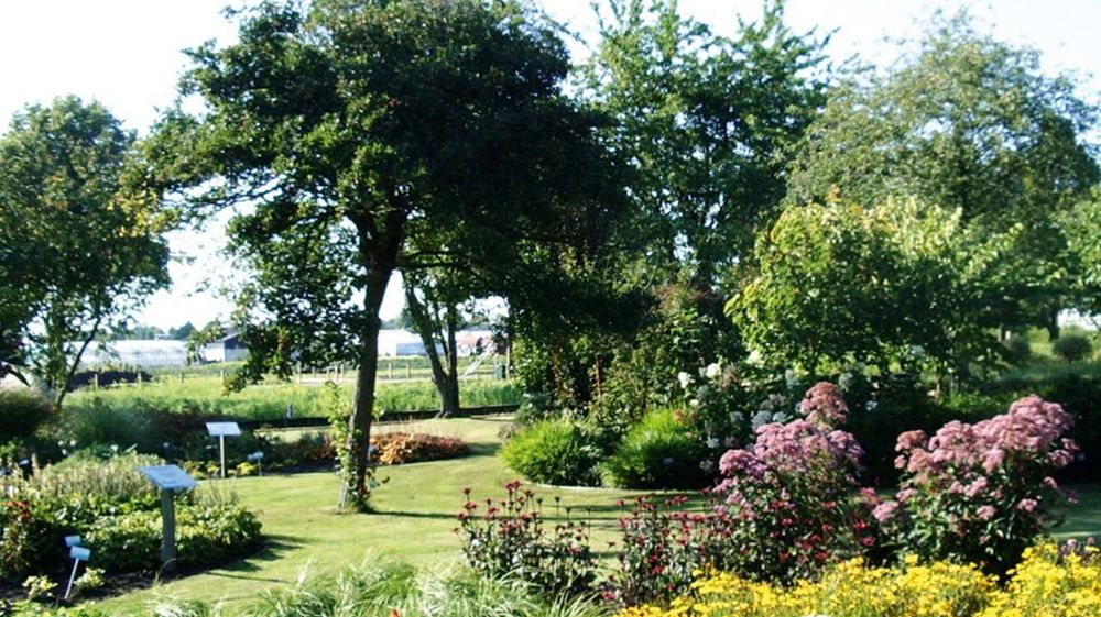 Les producteurs partenaires du jardin expérimental Proeftuin van Holland, à Boskoop (Pays-Bas), présentent leurs spécimens plantés en isolés, mais également mis en scène dans des espaces paysagers.