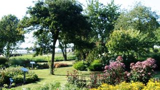 Les producteurs partenaires du jardin expérimental Proeftuin van Holland, à Boskoop (Pays-Bas), présentent leurs spécimens plantés en isolés, mais également mis en scène dans des espaces paysagers.