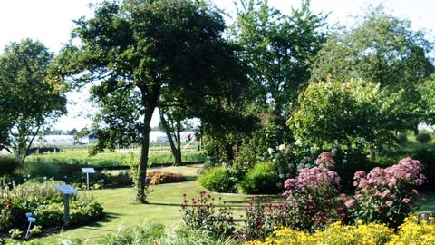 Les producteurs partenaires du jardin expérimental Proeftuin van Holland, à Boskoop (Pays-Bas), présentent leurs spécimens plantés en isolés, mais également mis en scène dans des espaces paysagers.