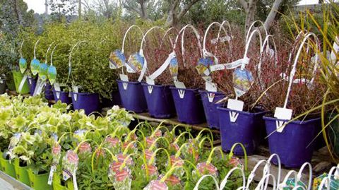 PHOTO : FRANCIS GINESTET