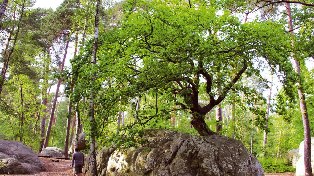 Le chêne du Rocher Canon, dans la forêt de Fontainebleau, s'est développé sur un bloc de grès... Il ressemble un peu à un bonsaï.