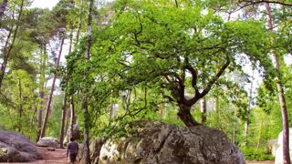 Le chêne du Rocher Canon, dans la forêt de Fontainebleau, s'est développé sur un bloc de grès... Il ressemble un peu à un bonsaï. Le chêne du Rocher Canon, dans la forêt de Fontainebleau, s'est développé sur un bloc de grès... Il ressemble un peu à un bonsaï.