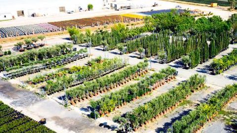 PHOTO : PÉPINIÈRES REY