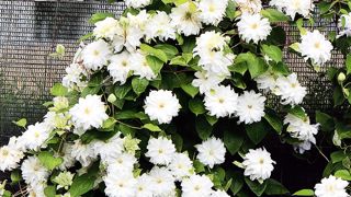 Clematis 'Maria Sklodowska Curie' double blanche est l'un des vainqueurs du prix de la presse.PHOTO : PLANTARIUM Clematis 'Maria Sklodowska Curie' double blanche est l'un des vainqueurs du prix de la presse.PHOTO : PLANTARIUM