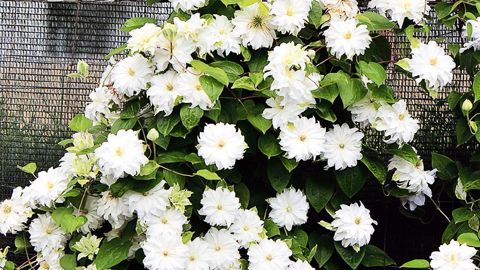 Clematis 'Maria Sklodowska Curie' double blanche est l'un des vainqueurs du prix de la presse.PHOTO : PLANTARIUM