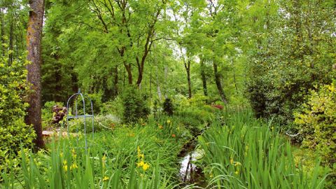 L'Arboretum des Prés-des-Culands abrite plusieurs collections nationales agréées par le CCVS, parmi lesquelles la collection de houx, intéressants pour leur feuillage mais aussi pour leurs fruits décoratifs.