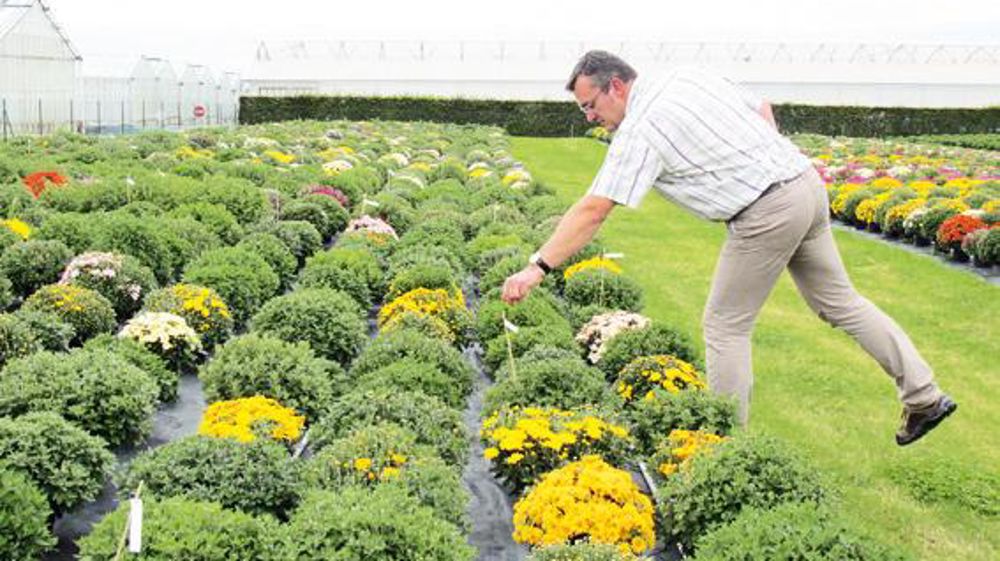 Le terrain d'essais des chrysanthèmes permet de découvrir l'offre commerciale actuelle, les nouveautés et les cultivars expérimentaux. Le terrain d'essais des chrysanthèmes permet de découvrir l'offre commerciale actuelle, les nouveautés et les cultivars expérimentaux.