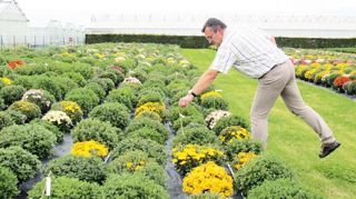 Le terrain d'essais des chrysanthèmes permet de découvrir l'offre commerciale actuelle, les nouveautés et les cultivars expérimentaux. Le terrain d'essais des chrysanthèmes permet de découvrir l'offre commerciale actuelle, les nouveautés et les cultivars expérimentaux.