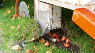 Face aux risques importants de fusariose, il est recommandé de planter les bulbes au plus vite après réception.PHOTO : VERVER EXPORT