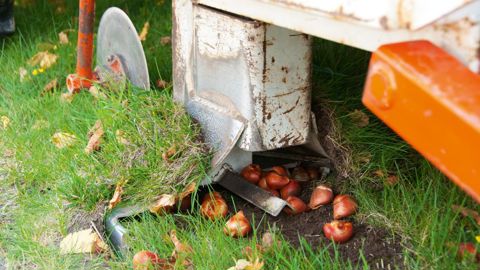 Face aux risques importants de fusariose, il est recommandé de planter les bulbes au plus vite après réception.PHOTO : VERVER EXPORT