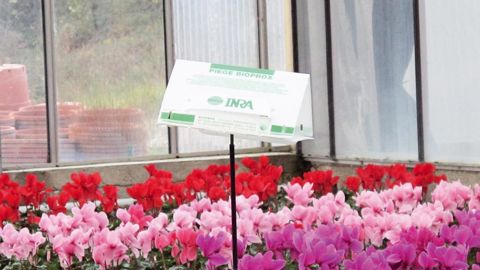 Produits de biocontrôle mais aussi connaissances agronomiques, nouvelles variétés et agroéquipements sont des axes de recherche pour limiter les traitements.