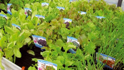 Les produits de l'horticulture et des pépinières relèvent du nouveau taux de TVA de 7 %. Pour les aromates, l'administration fiscale a précisé sa position le 29 mai dernier...PHOTO : FRANCIS GINESTET