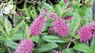 Les véroniques ont quitté en 2001 la famille des Scrophulariacées - qui ne comprend plus que les molènes, les scrophulaires et les Buddleja - pour rejoindre les plantains. Les véroniques ont quitté en 2001 la famille des Scrophulariacées - qui ne comprend plus que les molènes, les scrophulaires et les Buddleja - pour rejoindre les plantains.