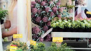 Les pépinières Van Son & Koot Bv ont décroché le prix du « Meilleur stand du Plantarium 2014 ». Les pépinières Van Son & Koot Bv ont décroché le prix du « Meilleur stand du Plantarium 2014 ».