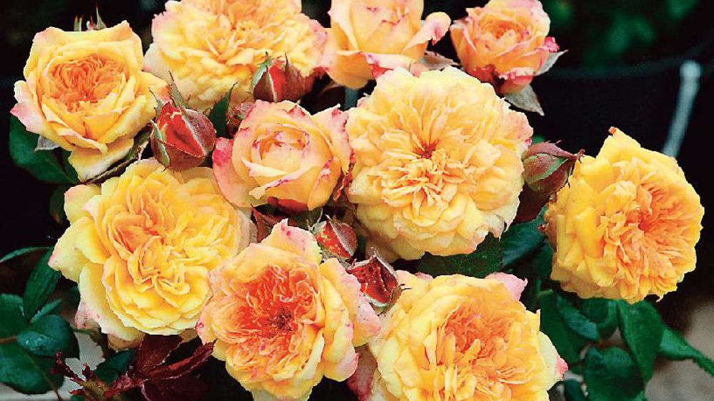 Rosa Georges-Denjean®, var. Masgeden, à fleurs jaune et orange safran et à liseré corail, est typique des rosiers Generosa® parfumés et très remontants.PHOTO : CHALLET-HÉRAULT/GUILLOT Rosa Georges-Denjean®, var. Masgeden, à fleurs jaune et orange safran et à liseré corail, est typique des rosiers Generosa® parfumés et très remontants.PHOTO : CHALLET-HÉRAULT/GUILLOT