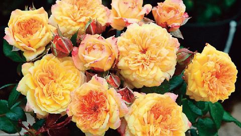 Rosa Georges-Denjean®, var. Masgeden, à fleurs jaune et orange safran et à liseré corail, est typique des rosiers Generosa® parfumés et très remontants.PHOTO : CHALLET-HÉRAULT/GUILLOT