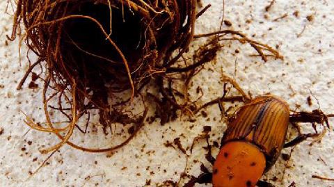 La lutte contre le charançon rouge du palmier est obligatoire selon l'arrêté du 21 juillet 2010 modifié.PHOTO : FREDON-PACA