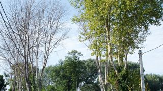Le chancre coloré du platane est désormais un organisme contre lequel la lutte est obligatoire. Tous les gestionnaires d'arbres qui comptent ce genre parmi leurs sujets doivent les faire surveiller.PHOTO : FDGDON 84
