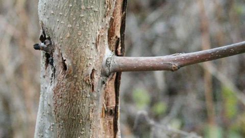 La future réglementation européenne révise le dispositif actuel de la santé des végétaux, pour lequel tout ce qui n'est pas interdit est de fait autorisé à l'importation. Ici, symptôme de Chalara fraxinea sur Fraxinus excelsior.PHOTO : ANDREJ KUNCA, NATIONAL FOREST CENTRE- SLOVAKIA, BUGWOOD.ORG