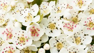 PHOTO : SAINT-JEAN-DE-BEAUREGARD