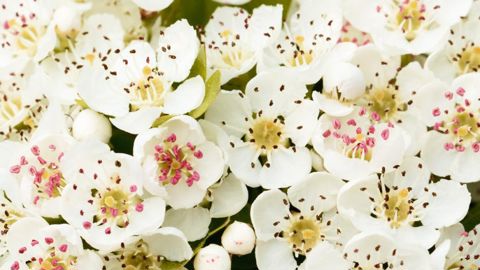 PHOTO : SAINT-JEAN-DE-BEAUREGARD