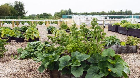 « Les fermes en ville » de Saint-Cyr-l'École (78) ont été inaugurées début septembre sur un espace urbain délaissé devenu zone de production horticole.
