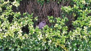 Le programme SaveBuxus (2014-2017) vise à mettre au point et évaluer des solutions de biocontrôle contre la pyrale et les maladies du dépérissement du buis.PHOTO : VALÉRIE VIDRIL