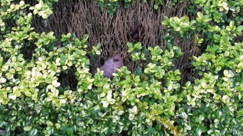 Le programme SaveBuxus (2014-2017) vise à mettre au point et évaluer des solutions de biocontrôle contre la pyrale et les maladies du dépérissement du buis.PHOTO : VALÉRIE VIDRIL