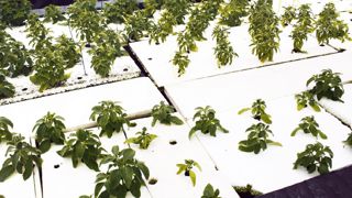 Parmi les essais les plus originaux du CDHRC figure la culture du Coleus forkohlii en système flottant afin de produire des principes actifs pour la cosmétique. Parmi les essais les plus originaux du CDHRC figure la culture du Coleus forkohlii en système flottant afin de produire des principes actifs pour la cosmétique.