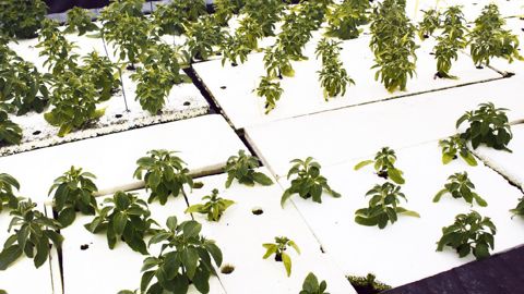 Parmi les essais les plus originaux du CDHRC figure la culture du Coleus forkohlii en système flottant afin de produire des principes actifs pour la cosmétique.