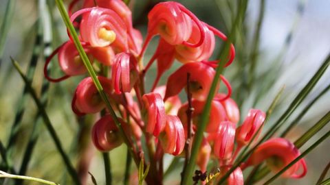 L'ambition du nouveau site est de contribuer au transfert des connaissances cumulées par les stations sur les innovations végétales.PHOTO : SCRADH