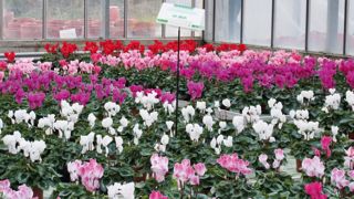 Les pièges à phéromones, associant des phéromones pour attirer les insectes à une substance insecticide à effet létal, sont considérés comme des produits phytopharmaceutiques composés de médiateurs chimiques, donc de biocontrôle.