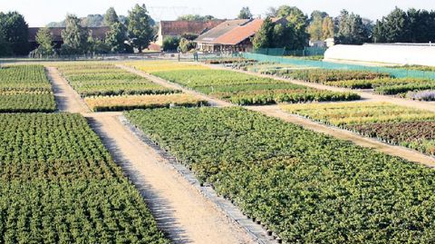 Les pépinières Croux (notre photo), installées au lieu-dit Genouilly, à Crisenoy (77), et la société Poullain ont uni leurs forces pour créer Le Comptoir Vert.
