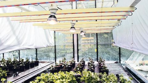 La Stepp évalue les systèmes d'éclairage Led, en particulier dans le cadre d'un projet national sur l'optimisation de la production de jeunes plants.